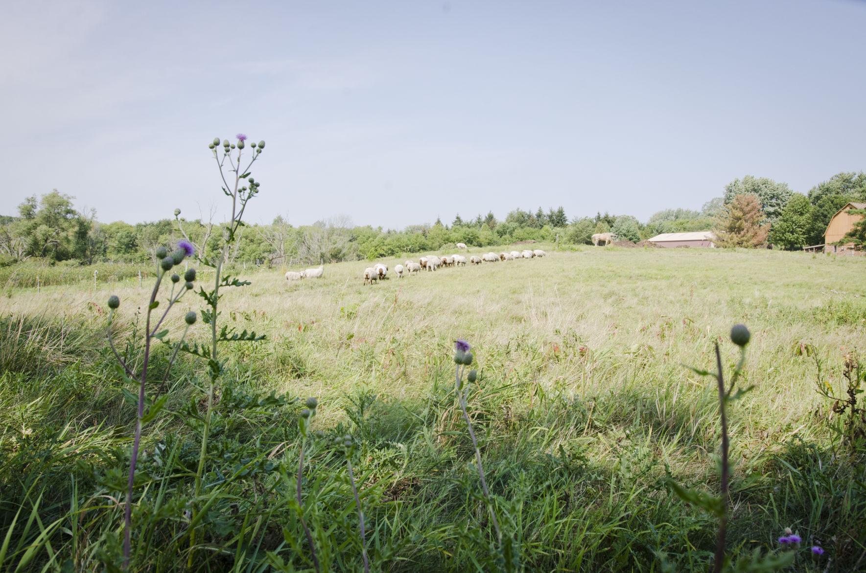 Pasture